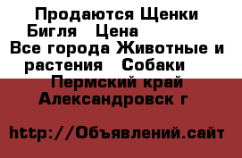 Продаются Щенки Бигля › Цена ­ 35 000 - Все города Животные и растения » Собаки   . Пермский край,Александровск г.